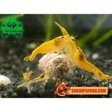 Charger l&#39;image dans la galerie, lollies pour crevettes aquarium shrimpsfood nourriture pour crevettes pellets pour crevettes
