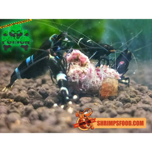 lollies pour crevettes aquarium shrimpsfood nourriture pour crevettes pellets pour crevettes
