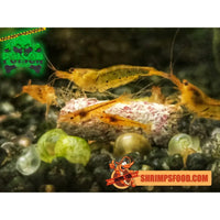lollies pour crevettes aquarium shrimpsfood nourriture pour crevettes pellets pour crevettes