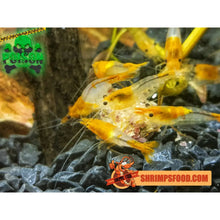Charger l&#39;image dans la galerie, lollies pour crevettes aquarium shrimpsfood nourriture pour crevettes pellets pour crevettes
