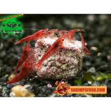 Charger l&#39;image dans la galerie, lollies pour crevettes aquarium shrimpsfood nourriture pour crevettes pellets pour crevettes
