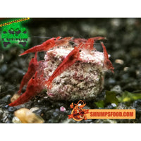 lollies pour crevettes aquarium shrimpsfood nourriture pour crevettes pellets pour crevettes