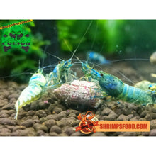 Charger l&#39;image dans la galerie, lollies pour crevettes aquarium shrimpsfood nourriture pour crevettes pellets pour crevettes
