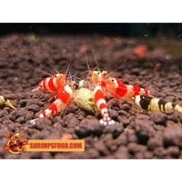 lollies pour crevettes aquarium shrimpsfood nourriture pour crevettes pellets pour crevettes