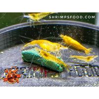 lollies pour crevettes aquarium shrimpsfood nourriture pour crevettes pellets pour crevettes