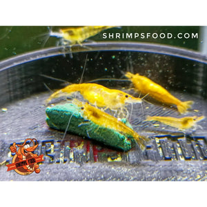 lollies pour crevettes aquarium shrimpsfood nourriture pour crevettes pellets pour crevettes