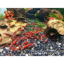 Charger l&#39;image dans la galerie, lollies pour crevettes aquarium shrimpsfood nourriture pour crevettes pellets pour crevettes

