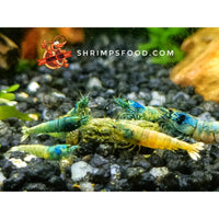 lollies pour crevettes aquarium shrimpsfood nourriture pour crevettes pellets pour crevettes