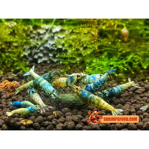 Pellets Vitality pour crevettes - nourriture crevettes aquarium