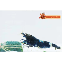Photoshoot Box shrimp - Supports pour aquariums