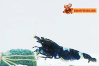 Accessoire Photo Box Shrimpsfood pour photos macro de crevettes