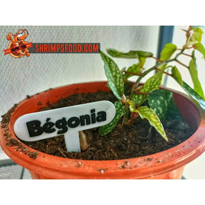 Plaque identification plante
