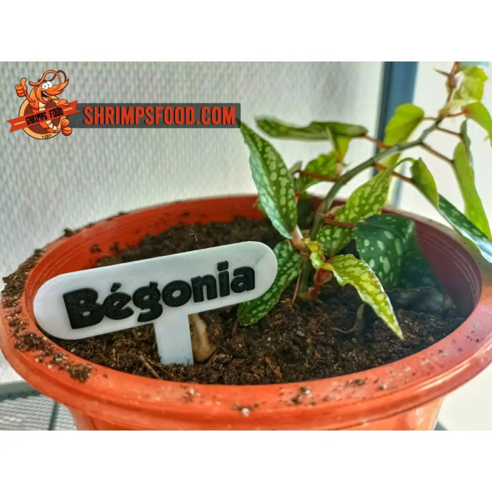 Plaque identification plante