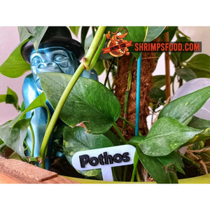 Plaque identification plante