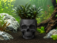 Pot SKULL noir pour plantes d’aquarium avec sol technique et plantes aquatiques