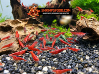 Pack promotionnel de nourriture Shrimpsfood pour crevettes – 6 sachets de pellets variés + 1 lollie offerte, fabrication artisanale française