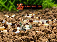 Pack promotionnel de nourriture Shrimpsfood pour crevettes – 6 sachets de pellets variés + 1 lollie offerte, fabrication artisanale française