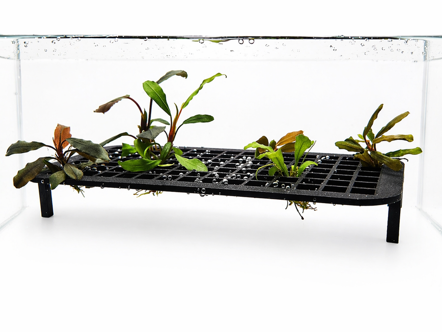 Maxi Table de culture bucephalandra