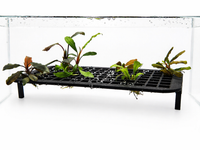 Maxi Table de culture bucephalandra