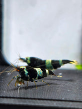 Laden Sie das Bild in den Galerie-Viewer, Sélection Box pour crevettes N°2
