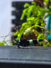 Laden Sie das Bild in den Galerie-Viewer, Sélection Box pour crevettes N°2
