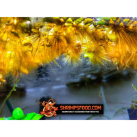 Salvinia natans plantes flottantes