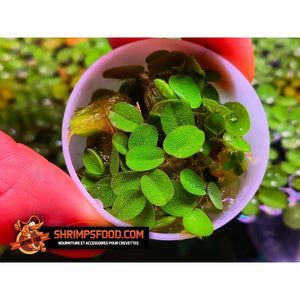Salvinia natans plantes flottantes