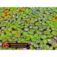 Charger l&#39;image dans la galerie, Salvinia natans plantes flottantes
