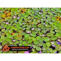 Salvinia natans plantes flottantes