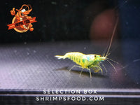 Box de sélection pour crevettes Caridina et Neocaridina