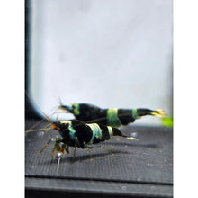 Charger l&#39;image dans la galerie, Sélection Box pour crevettes N°2
