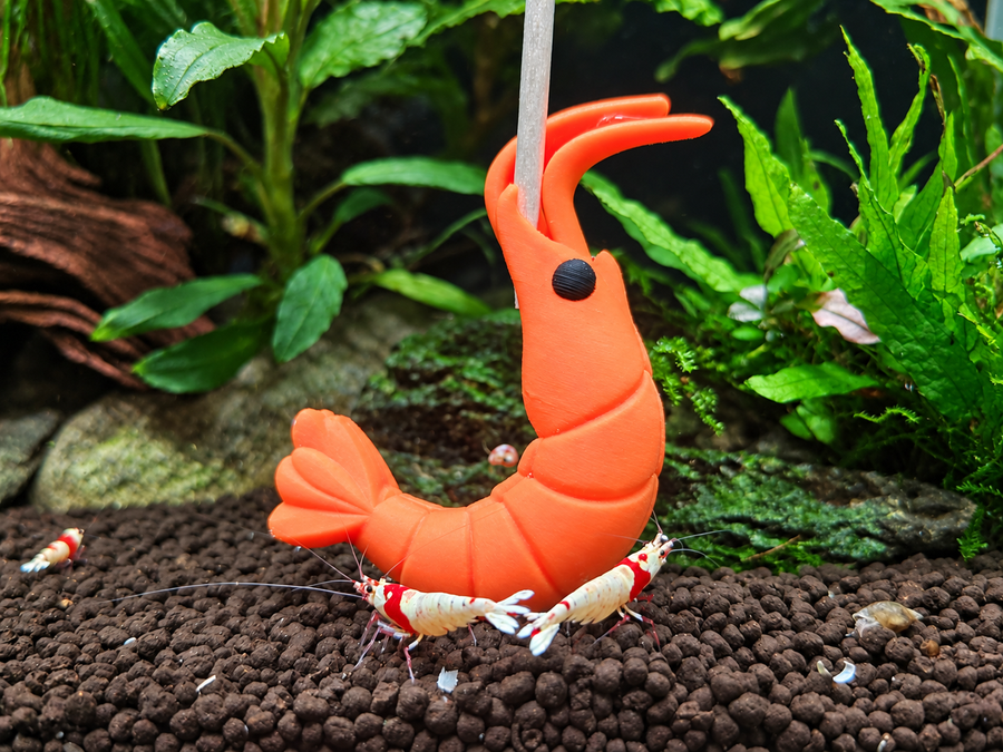 Support Lollies Crevettes – 6 cm