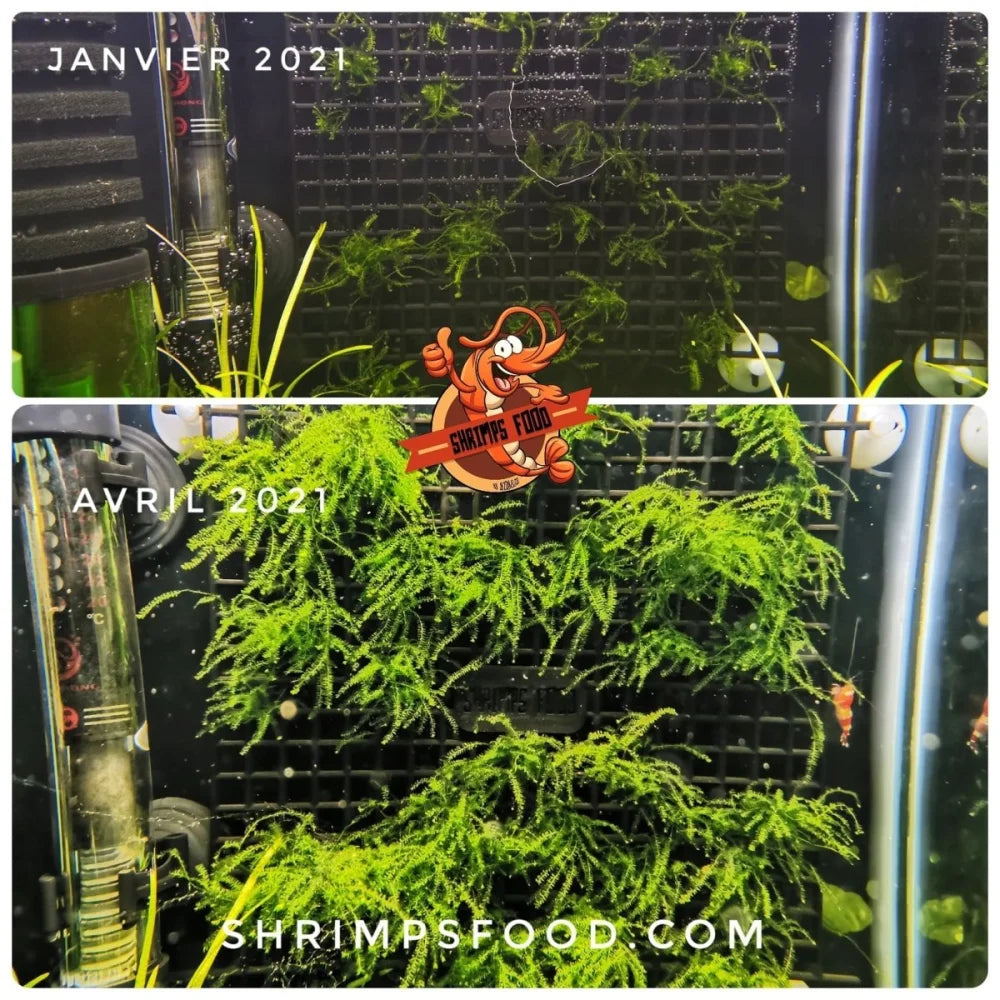 Support pour plantes