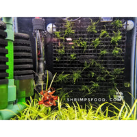 Plantes aquarium
