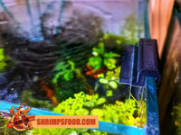 Support Shrimpsfood fixé sur la vitre pour poser un couvercle d’aquarium