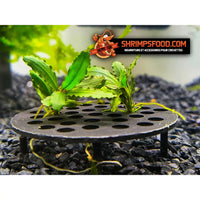 Table bucephalandra