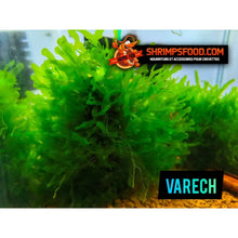 Laden Sie das Bild in den Galerie-Viewer, Varech plante aquarium
