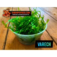 Varech plante aquarium