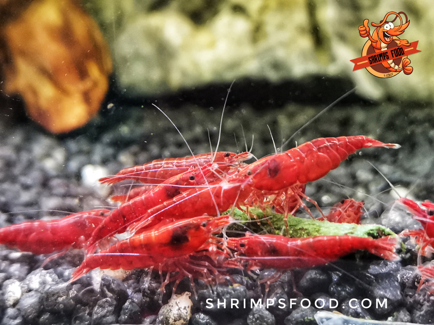 Protein Max pour crevettes – Shrimpsfood
