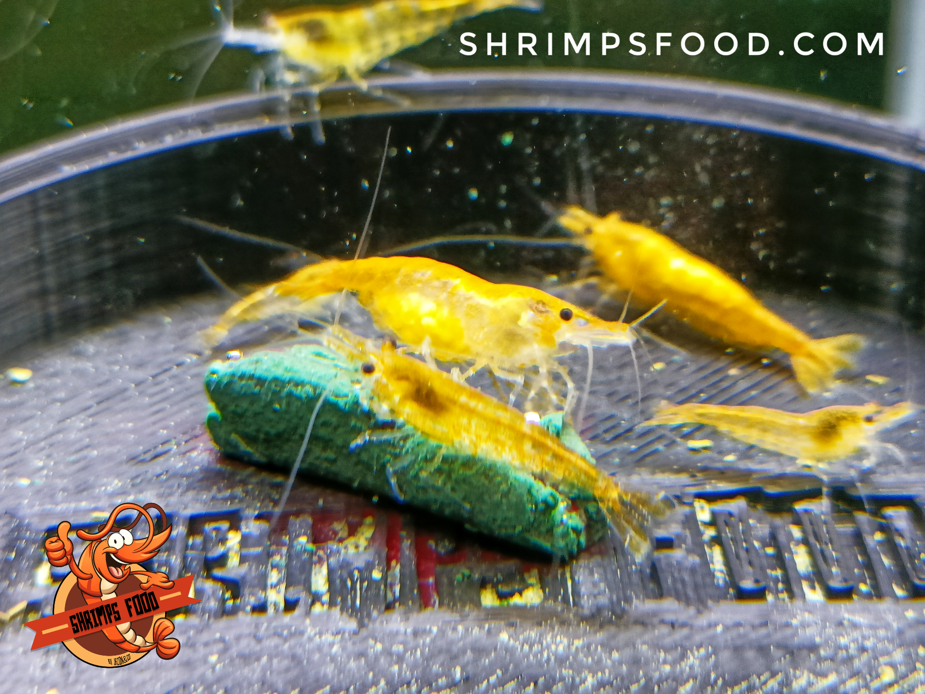 Protein Max pour crevettes – Shrimpsfood