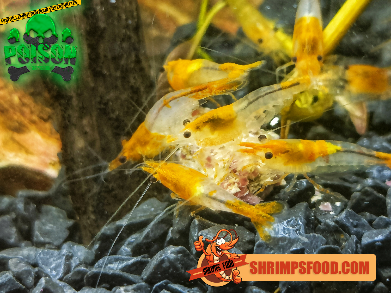 Poison nourriture pour crevettes – Shrimpsfood