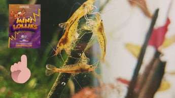 lollies pour crevettes aquarium shrimpsfood nourriture pour crevettes pellets pour crevettes